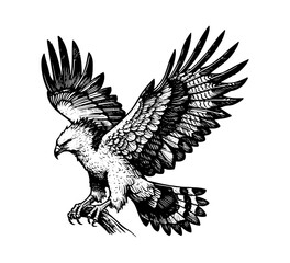 Harpy eagle hand drawn vintage vector