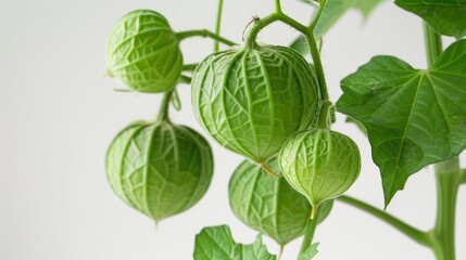Tomatillo plant Physalis philadelphica set against white backdrop