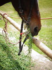 [Peru] Close up of the mouth of a horse eating grass (Arequipa)