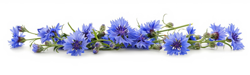 Beautiful flowers banner panorama  with cornflowers, cut out, isolated on white background