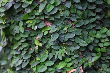 Ficus pumila, commonly known as the creeping fig or climbing fig, is a species of flowering plant...