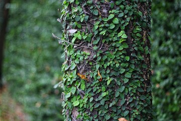 Ficus pumila, commonly known as the creeping fig or climbing fig, is a species of flowering plant...