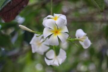 Plumeria alba is a species of flowering plant in the genus Plumeria