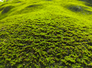 Moss plants or Bryophytes that grow on the rocks.