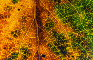  Close-up of Autumn Aspen Leaf