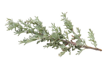 branch of rosemary