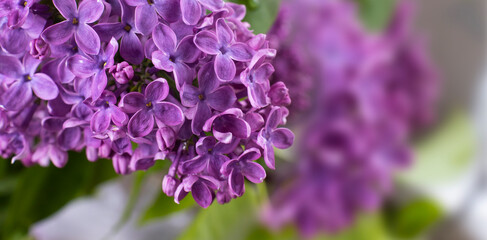  image of a branch of blooming lilac