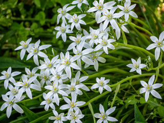 Common Star of Bethlehem, Ornithogalum umbellatum. Lily family spring flower Star of Bethlehem. Ornithogalum angustifolium or Garden Star of Bethlehem. Genus of Milky Stars Ornithogalum 