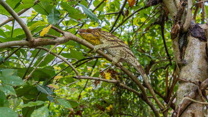 A beautiful chameleon lurked on a tree branch. Bright yellow-green skin with spots and stripes, long tail, eyes visible. Side view. Madagascar. Kennel reptiles Peyriyar