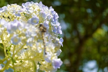 紫陽花に止まるトンボ
