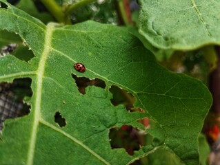 Ladybug sitting on a green leaf 
