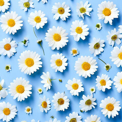 Fototapeta premium Daisy pattern, Flat lay spring and summer chamomile flowers on a sky blue background