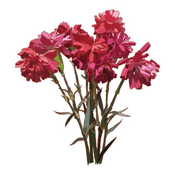 solated red carnation on white background, flower vector illustration, valentine symbol