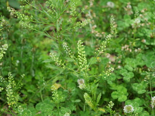 草地に生えているナズナ