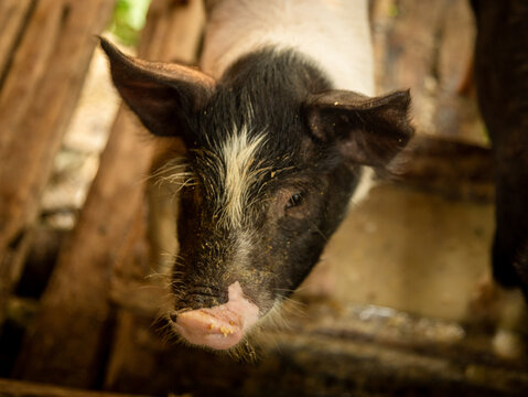 Black pig in a wooden pig sty