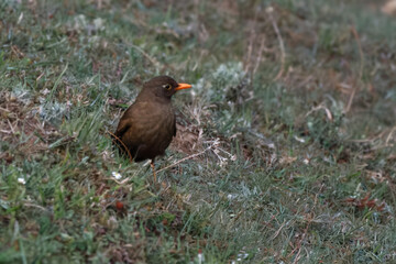 Fototapeta premium brown female of common blackbird on green grass
