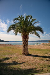 Palm tree on the beach in Croatia