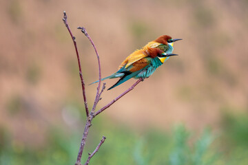 Bee-eaters in their natural state