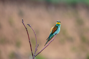 Bee-eaters in their natural state