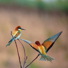 Bee-eaters in their natural state