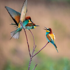 Bee-eaters in their natural state