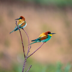 Bee-eaters in their natural state