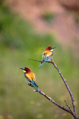 Bee-eaters in their natural state