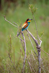 Bee-eaters in their natural state