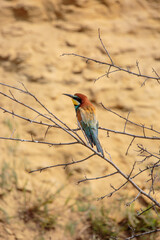 Bee-eaters in their natural state