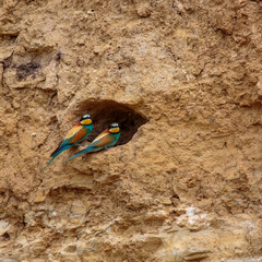 Bee-eaters in their natural state
