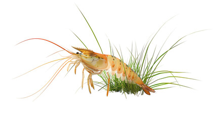 crayfish on white transparent background