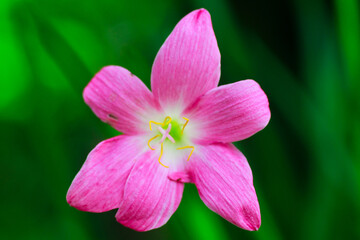 close up of pink flower