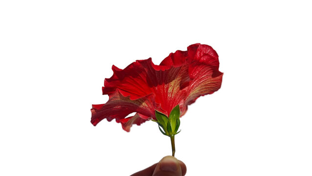 ibiscus iviskos flowers red isolated for background