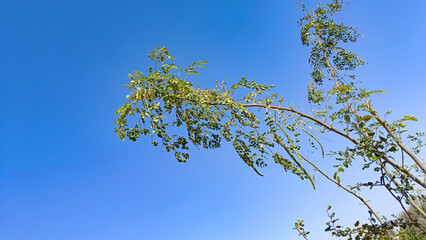 Moringa Oleifera pods on the tree branches with blue sky