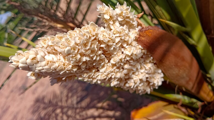 Blossoming flowers of dates tree