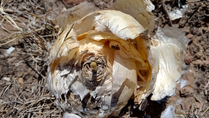 Wild onion on the mountain field