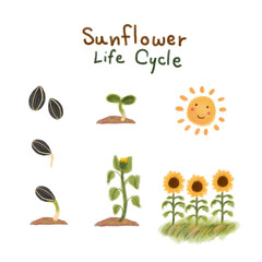 sunflower life cycle
