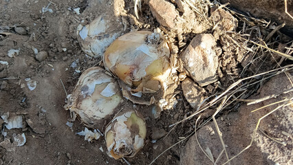 Wild onion on the mountain field