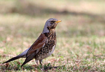 Fototapeta premium Fieldfare
