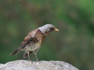 Fieldfare