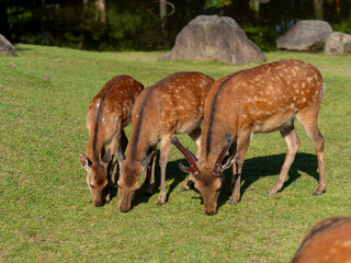 【奈良公園】芝を食べる鹿の群れ