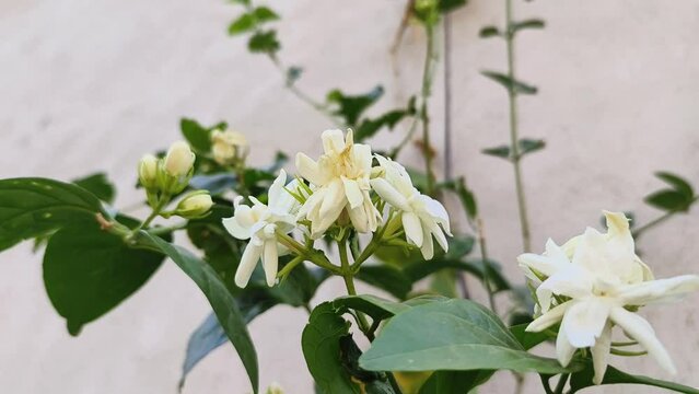 Arabian jasmine flowers also known as Mogra flowers in India, Jasminum sambac white flowers use in fragrance industry.