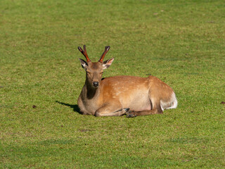 【奈良公園】食後に眠る雄鹿