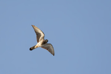 Obraz premium Peregrine Falcon (falco peregrinus) flying in a desert near Dubai, UAE