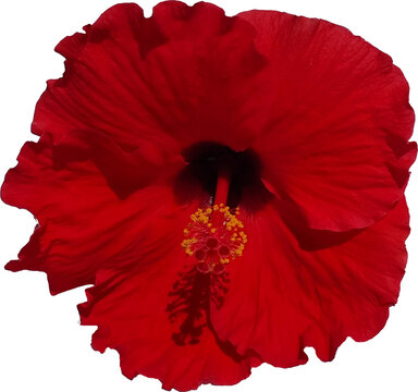 ibiscus iviskos flowers red isolated for background