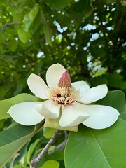 Japanese magnolia © ohook