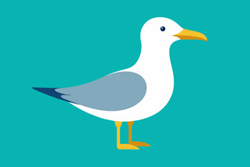 seagull bird vector illustration