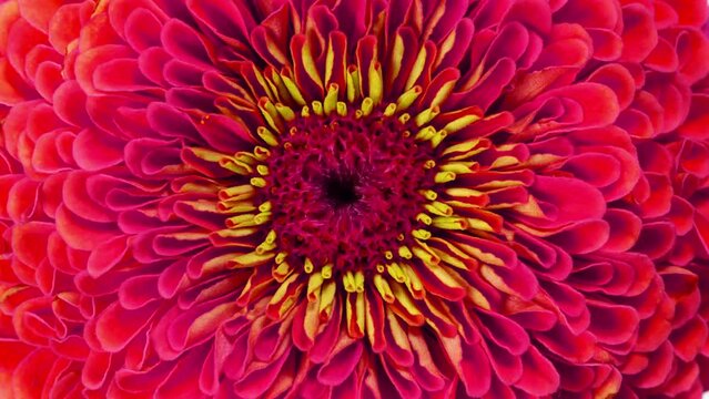 Amazing blooming flowers close-up time lapse.