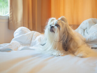 Happy cute little Shih Tzu dog on bed. Pets friendly  hotel or home room.