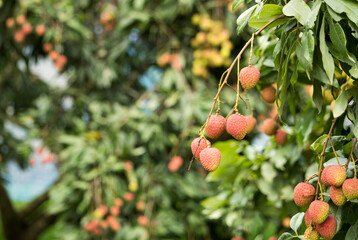 Fresh ripe lychee fruits hanging on lychee tree in plantation garden.Close up  lychee trees fruit.